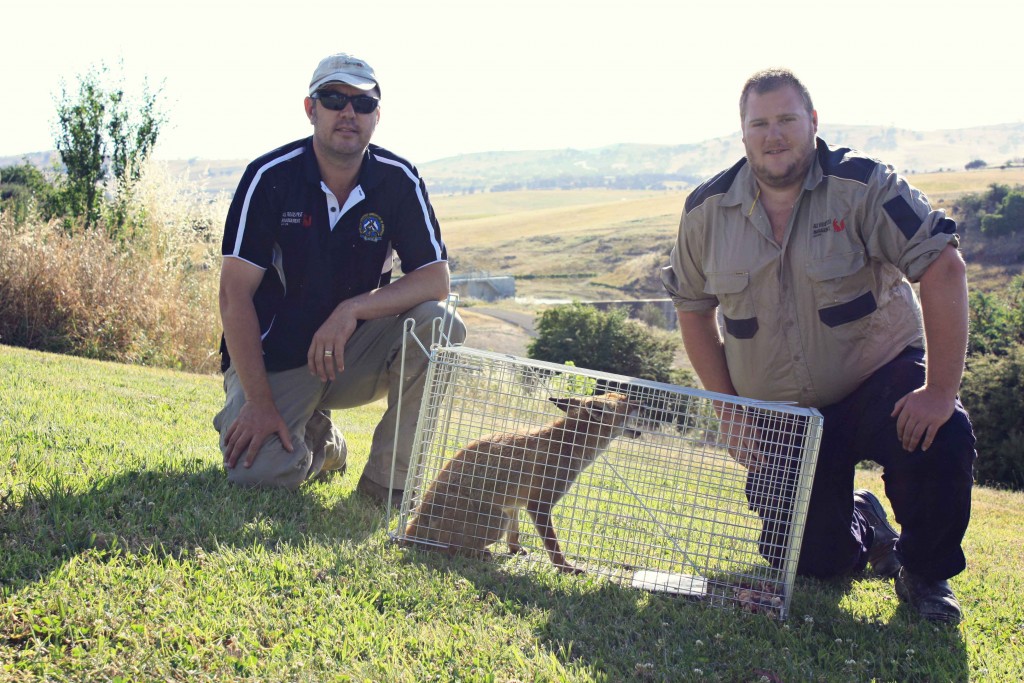 All Ferals Pest Management directors Scott Corcoran and Alan Hill with the fox they trapped this morning. PHOTO: Katharyn Brine