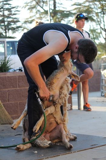 Part of the celebration included shearing displays.